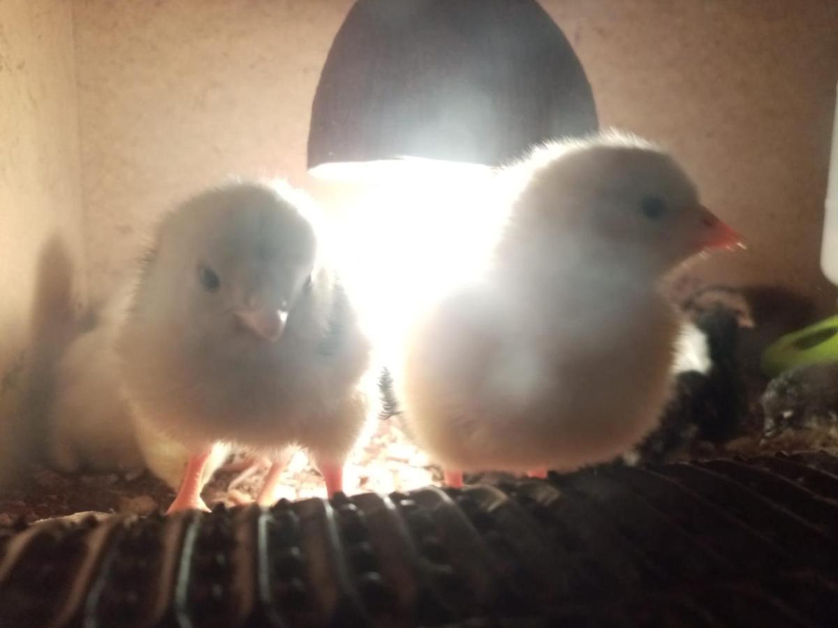 Farma Hermina 伊莱姆尼采 外观 照片